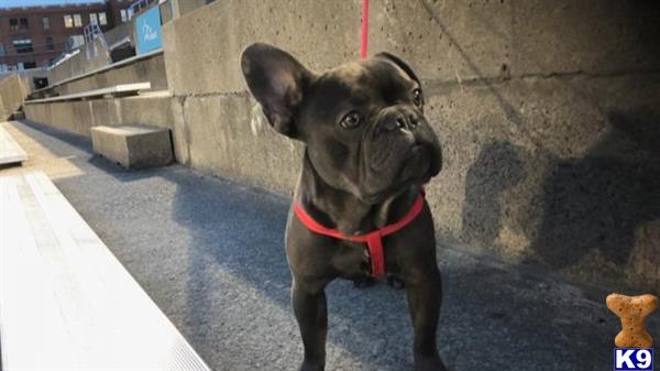 henrythefrenchy Picture 1